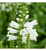 Physostegia virginiana 'Crystal Peak White' - fizostégia virgínska 'Crystal Peak White'