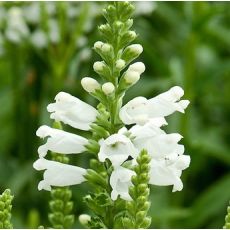 Physostegia virginiana 'Crystal Peak White' - fizostégia virgínska 'Crystal Peak White'