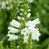 Physostegia virginiana 'Crystal Peak White' - fizostégia virgínska 'Crystal Peak White'