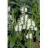 Physostegia virginiana 'Crystal Peak White' - fizostégia virgínska 'Crystal Peak White'