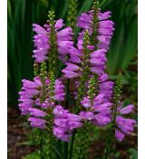 Physostegia virginiana 'Vivid' - fizostégia virgínska 'Vivid'