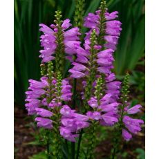 Physostegia virginiana 'Vivid' - fizostégia virgínska 'Vivid'