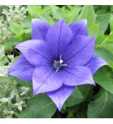 Platycodon grandiflorus 'Hakone Blue' - balónovec veľkokvetý 'Hakone Blue'