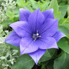 Platycodon grandiflorus 'Hakone Blue' - balónovec veľkokvetý 'Hakone Blue'