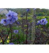 Polemonium yezoense 'Purple Rain Strain' - vojnovka 'Purple Rain Strain'