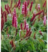 Polygonum affine 'Darjeeling Red' - horčiak 'Darjeeling Red' (syn. Bistorta, Persicaria)