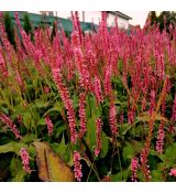 Polygonum amplexicaule 'JS Seven Oaks Village' - horčiak 'JS Seven Oaks Village' (syn. Bistorta, Persicaria)