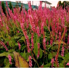 Polygonum amplexicaule 'JS Seven Oaks Village' - horčiak 'JS Seven Oaks Village' (syn. Bistorta, Persicaria)