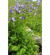 Polemonium caeruleum - vojnovka belasá