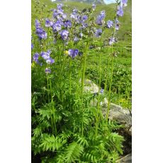 Polemonium caeruleum - vojnovka belasá