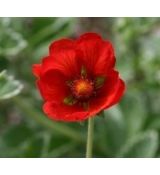 Potentilla atrosanguinea 'Scarlet Starlit' - nátržník tmavočervený 'Scarlet Starlit'