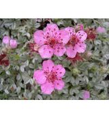 Potentilla nitida 'Compacta' - nátržník lesklý 'Compacta'