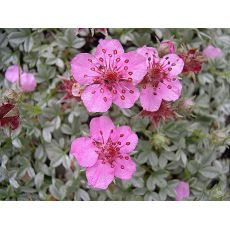 Potentilla nitida 'Compacta' - nátržník lesklý 'Compacta'