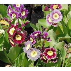 Primula × pubescens - prvosienka plstnatá