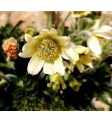 Pulsatilla albana 'Lutea' - poniklec 'Lutea'