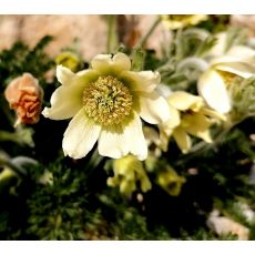 Pulsatilla albana 'Lutea' - poniklec 'Lutea'