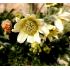 Pulsatilla albana 'Lutea' - poniklec 'Lutea'