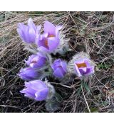 Pulsatilla grandis - poniklec (syn. Pulsatilla vulgaris subsp. grandis)