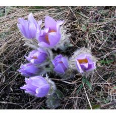 Pulsatilla grandis - poniklec (syn. Pulsatilla vulgaris subsp. grandis)