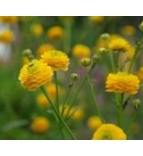 Ranunculus acris 'Flore Pleno' - iskerník prudký 'Flore Pleno'