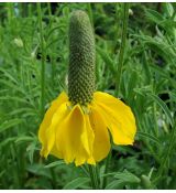 Ratibida columnifera