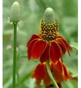 Ratibida columnifera 'Red Midget'