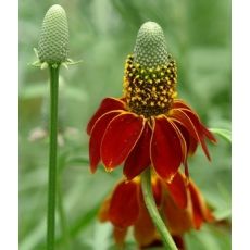 Ratibida columnifera 'Red Midget'