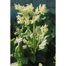 Rheum rhabarbum - rebarbora
