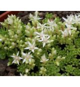 Rhodiola trollii