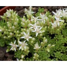 Rhodiola trollii