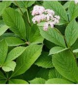 Rodgersia pinnata - rodgerzia