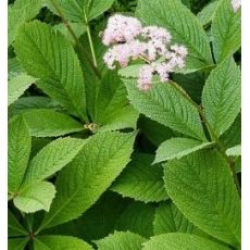 Rodgersia pinnata - rodgerzia