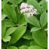 Rodgersia pinnata - rodgerzia