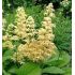 Rodgersia pinnata - rodgerzia