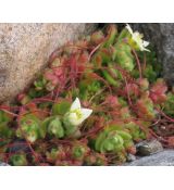 Rosularia sedoides (syn. Sempervivella alba)