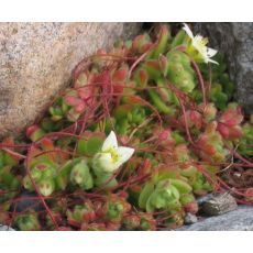 Rosularia sedoides (syn. Sempervivella alba)