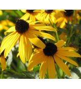 Rudbeckia fulgida 'Goldsturm' - rudbekia žiarivá 'Goldsturm'