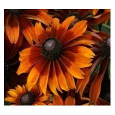 Rudbeckia hirta 'Autumnum Colors' - rudbekia srstnatá 'Autumnum Colors'