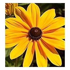 Rudbeckia hirta 'Indian Summer' - rudbekia srstnatá 'Indian Summer'