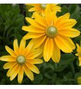 Rudbeckia hirta 'Prairie Sun' - rudbekia srstnatá 'Prairie Sun'