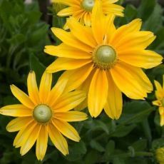 Rudbeckia hirta 'Prairie Sun' - rudbekia srstnatá 'Prairie Sun'