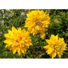 Rudbeckia laciniata 'Goldball' - rudbekia strapatá 'Goldball'
