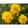 Rudbeckia laciniata 'Goldball' - rudbekia strapatá 'Goldball'