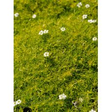 Sagina subulata 'Adamič' - machovnička šidlolistá 'Adamič'