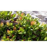 Salix serpyllifolia - vŕba dúškolistá