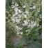 Salvia argentea - šalvia strieborná