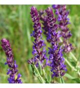 Salvia nemorosa 'Blaukönigin' - šalvia hájna 'Blaukönigin'