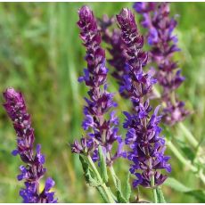 Salvia nemorosa 'Blaukönigin' - šalvia hájna 'Blaukönigin'