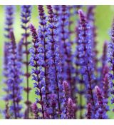 Salvia nemorosa 'Caradonna' - šalvia hájna 'Caradonna'