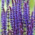 Salvia nemorosa 'Caradonna' - šalvia hájna 'Caradonna'